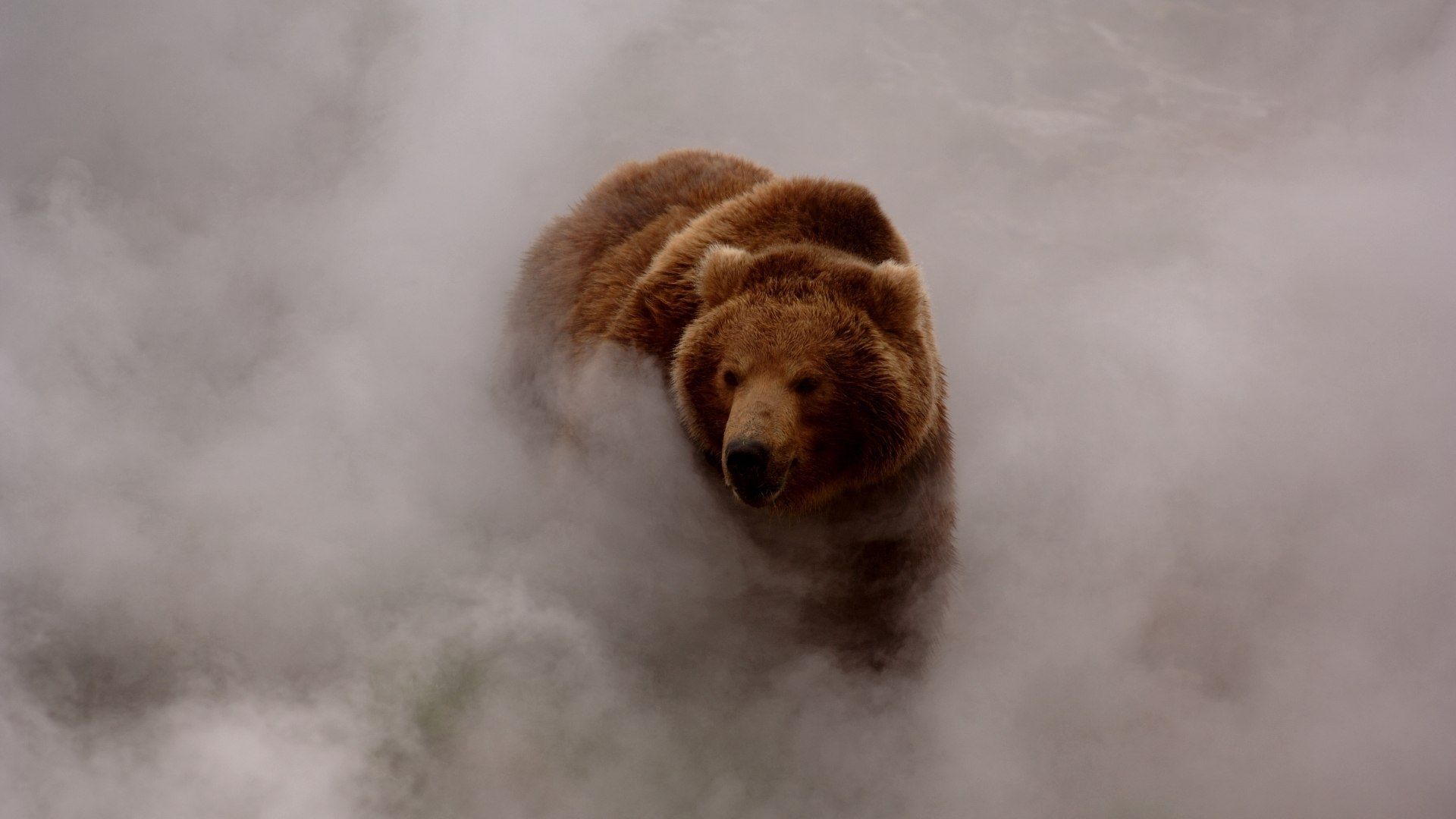 Bear-in-Fog